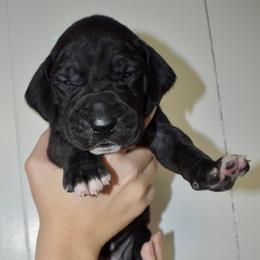 Basil Hayden - Black and white female Great Dane puppy in Chapmansboro, Tennessee from Balthrop Bend Farms