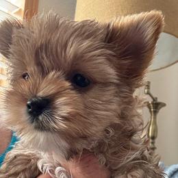 Lana - Sable female Yorkshire Terrier puppy in Lyle, Washington from Sport Yorkie