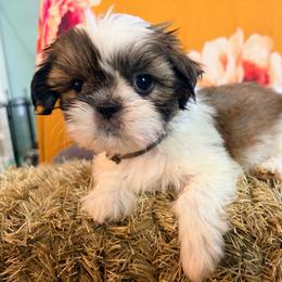 Fluttershy - Black gold and white female Shih Tzu puppy in Hemet, California from Aloha Shih Tzu