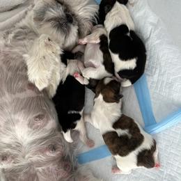 Shih Tzu puppies from Shih Tzus of NH
