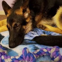 German Shepherd Puppies from Sandy’s Shepherds