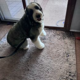 Charlie - Old English Sheepdog