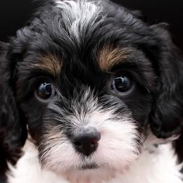 Cavalier King Charles Spaniels, Cavapoos, and Havanese from Grayfinn House