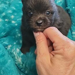 Boy 4 - Black male Pomeranian puppy in Tulsa County, Oklahoma from CP Kennels