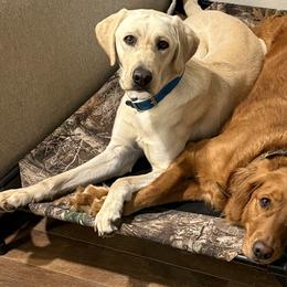 Golden Retrievers and Labrador Retrievers from Fourhead Kennels