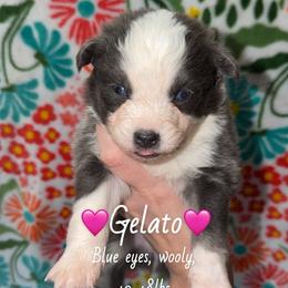 Gelato - Blue female Pomsky puppy in Centerville, Iowa from LJ Kennels Pomskies, LLC