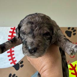The Kid - Merle male Labradoodle puppy in Adams, Nebraska from Boxcar Doodles and Poodles