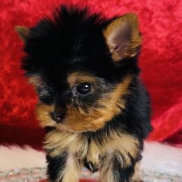 Yorkshire Terriers from Toy Treasure Yorkies