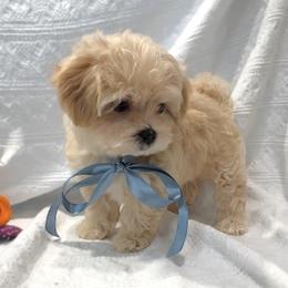 Max - Apricot male Maltipoo puppy in Spring, Texas from GlamPaw Maltipoos
