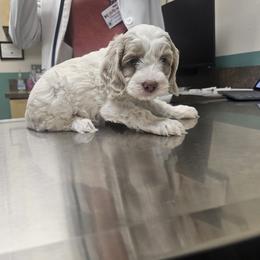 Green Male - Red and white male Cockapoo puppy in Mocksville, North Carolina from Hunting Creek Farm & Kennel