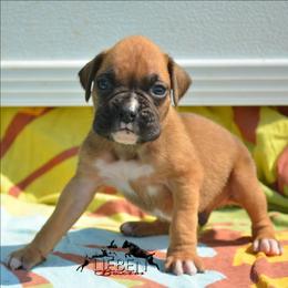 Hashbrown - Fawn male Boxer puppy in Earlsboro, Oklahoma from Lieben Boxers