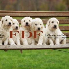 Bernedoodle and Pyredoodle Puppies from FDF Pyredoodles & Bernedoodles
