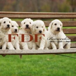 Bernedoodle and Pyredoodle Puppies from FDF Pyredoodles & Bernedoodles