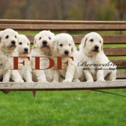Bernedoodle and Pyredoodle Puppies from FDF Pyredoodles & Bernedoodles