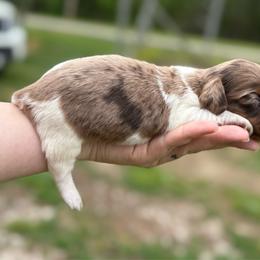 Rufous Hummingbird - Boy 1 - Dapple male Dachshund puppy in Corbin, Kentucky from Steele Half Acre Homestead