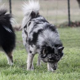 Pomskies from Susan Warnock
