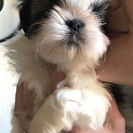 Shih Tzu Puppies from Willow Lane Shih Tzus