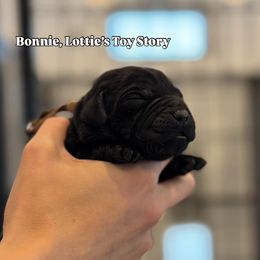 Bonnie - Black female Labrador Retriever puppy in Owosso, Michigan from Bennington Retrievers