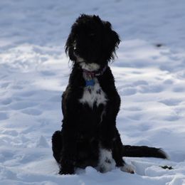 Oreo - Aussiedoodle