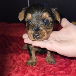 Lola 1400 - Black and tan female Yorkshire Terrier puppy in Broxton, Georgia from More Than Family