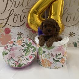 Poodle Puppies from Pups and Paws Toy Poodles