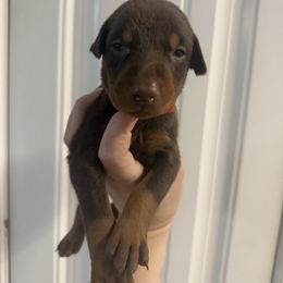 Red girl - Red and rust female Doberman Pinscher puppy in Ludowici, Georgia from Royal Destiny Kennels