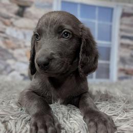 Rusty - male Weimaraner puppy in Evart, Michigan from Drehbar Weimaraners