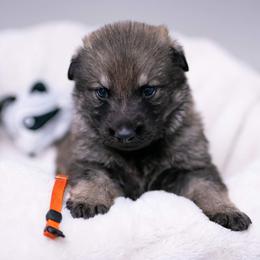 German Shepherd Puppies from Reign Land
