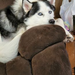 Axle - Siberian Husky
