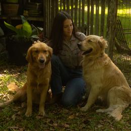 Golden Retriever All Grown Up from Magnolia Farm