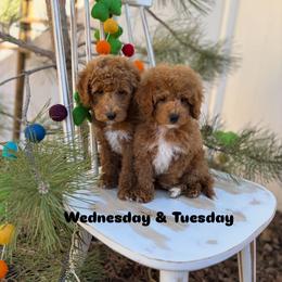 Bernedoodle, Cavalier King Charles Spaniel, Cavapoo, Goldendoodle, and Poodle Puppies from Gypsi Doodles & Poodles LLC.
