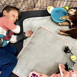 Australian Shepherd Puppies from Southern Comfort Aussies