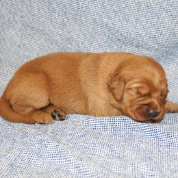Melody - Dark golden female Golden Retriever puppy in New Weston, Ohio from Bertke AKC Golden Retrievers and Bernese Mountain Dogs
