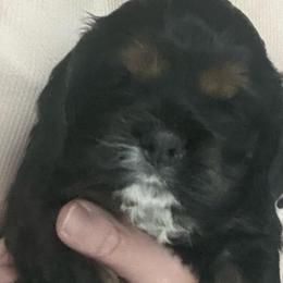 Girl 1 - Black and tan female Cocker Spaniel puppy in Spotsylvania, Virginia from Wilkshire Farm