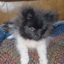 Hunnibunnies marshmellow - Black parti male Pomeranian puppy in Cleveland, Ohio from Hunnibunnies
