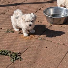 Violet - White female Coton de Tulear puppy in Mead, Oklahoma from Bar W Cotons