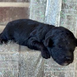 Olaf - Black phantom male Aussiedoodle puppy in Idabel, Oklahoma from Kay Kay’s Poodles & Doodles