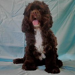 Sirius - Cocker Spaniel
