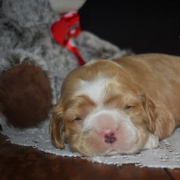 Cockapoo, Cocker Spaniel, and Poodle Puppies from The Cocker Cingdom