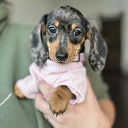 Dachshund Puppies from Mare-Bella Smoothcoat Edition
