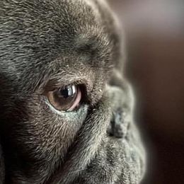 French Bulldogs from Frenchies of York