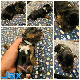 Yorkipoo and Yorkshire Terrier Puppies from Bougie Paws llc