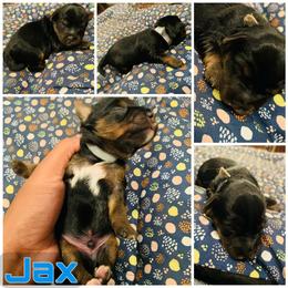 Yorkipoo and Yorkshire Terrier Puppies from Bougie Paws llc