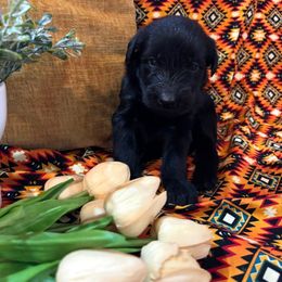 Girl - Black female Giant Schnauzer puppy in Many, Louisiana from Toledo Bend Giants Vom Zitronen