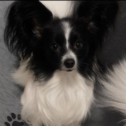 Brook - Papillon