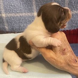 MILO - Piebald male Dachshund puppy in Elizabethtown, Kentucky from Teeny Tiny Puppy Tails