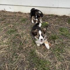 Sporty Mix Puppies from Ebonheart Kennel