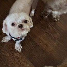 Koda - Shih Tzu
