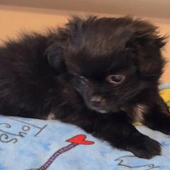 Boy 2 - Black male Mi-Ki puppy in Gobles, Michigan from My Little Puppy Paws