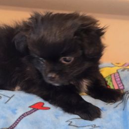 Boy 2 - Black male Mi-Ki puppy in Gobles, Michigan from My Little Puppy Paws